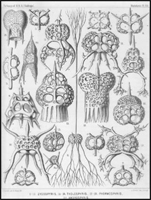 works of art by Ernst Haeckel works of art by Ernst Haeckel